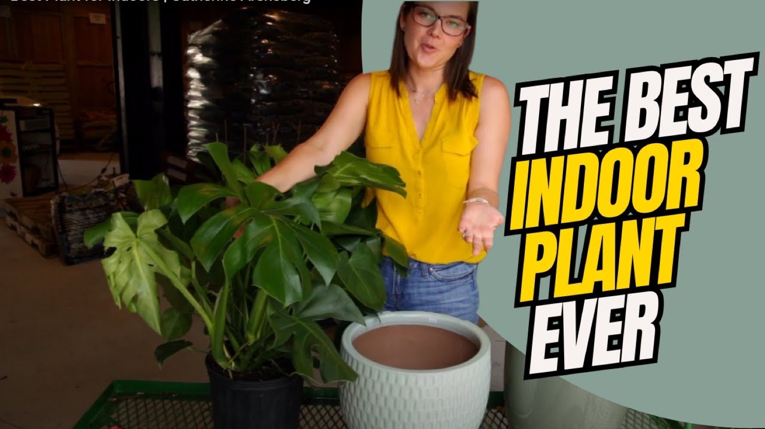 How to Display a Monstera Plant in Your Home