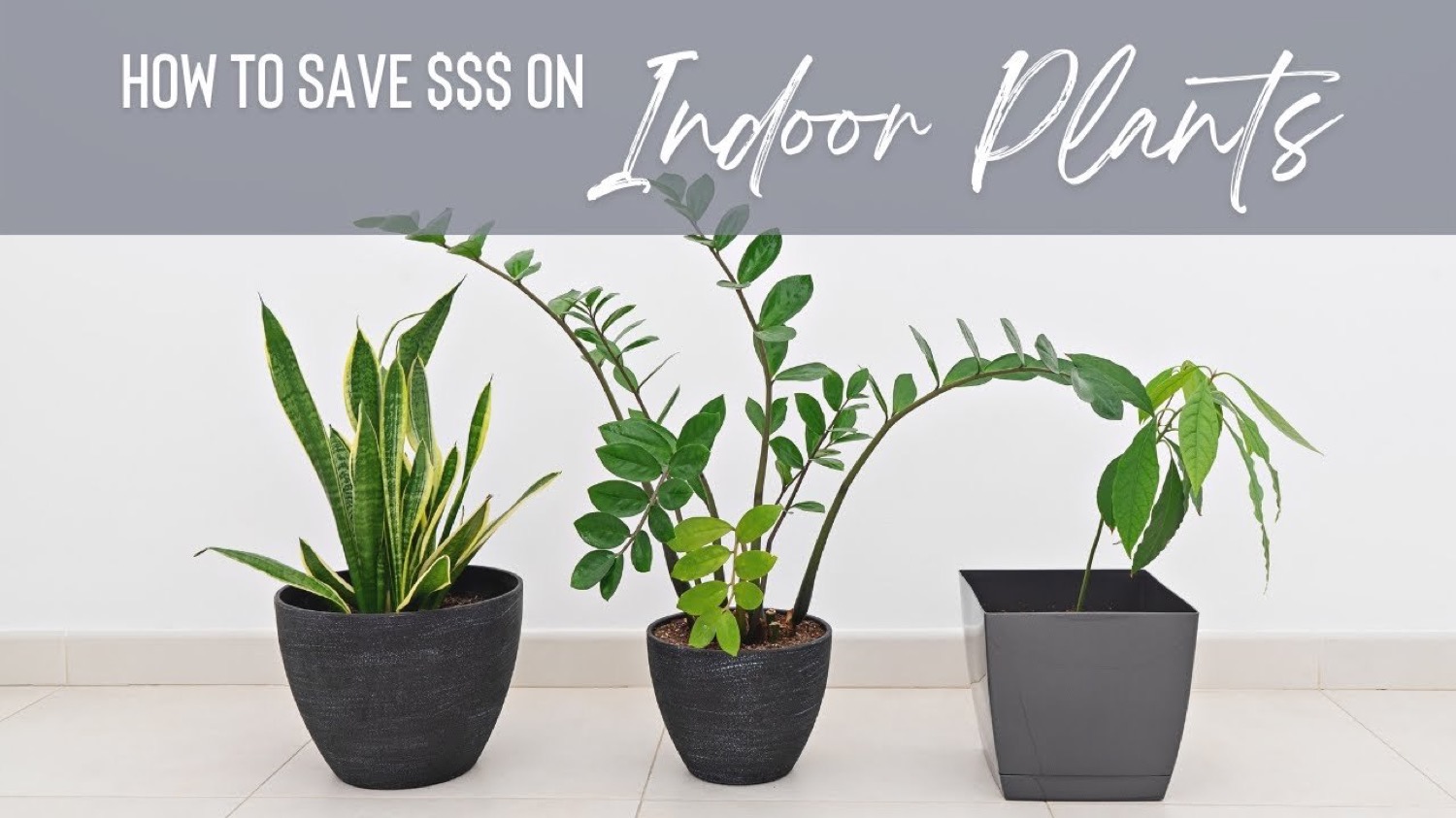 How to Find Better-Value Houseplants in the Outdoor Section